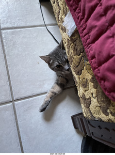 cat Potato hiding under chair at Cat Camp