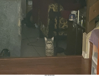 cat Potato hiding under the bed at Cat camp