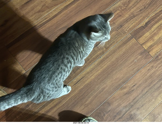 my cat Devin eating catnip meant for cat Potato