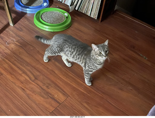 cat Potato hiding under chair at Cat Camp