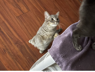 cat Potato hiding under chair at Cat Camp