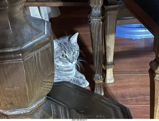 cat Potato at my house