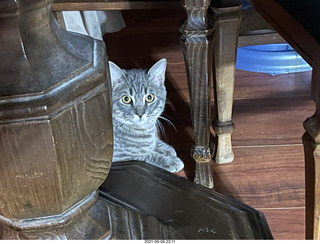 cat Potato at my house