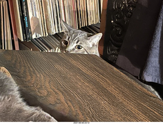 cat Potato at my house