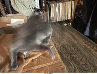 cat Potato hiding under chair at Cat Camp