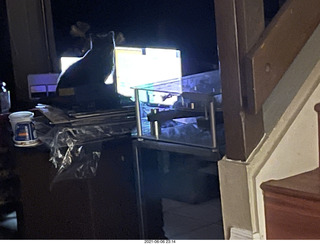 cat Potato at my house