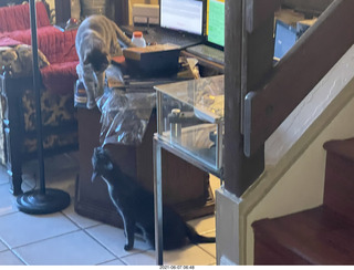 my cats Jane, Devin, and Max