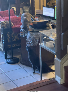 my cats Jane, Devin, and Max