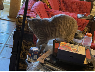 cat Potato at my house