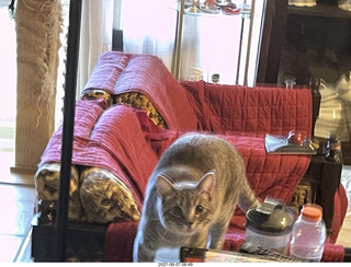 cat Potato at my house