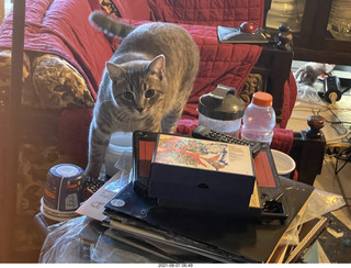 cat Potato at my house