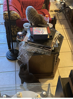 my cat Devin and Quad ELSs