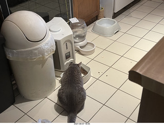 cat Potato and my cat Devin