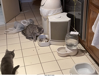 my cat Devin and Quad ELSs