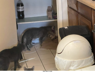 cat Potato and my cats Devin and Jane