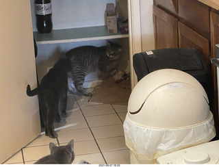 cat Potato and my cats Devin and Jane