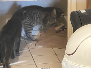 cat Potato and my cat Devin