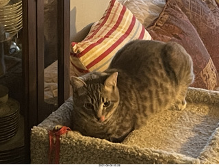 cat Potato and my cats Devin and Jane