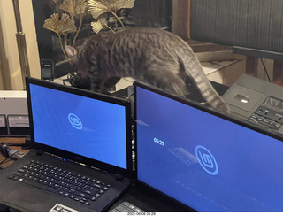 cat Potato and my cat Devin