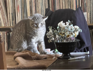 cat Potato belly rub