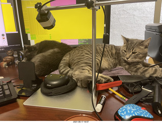 cat Potato and my cat Devin