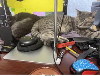 cats Devin and Potato