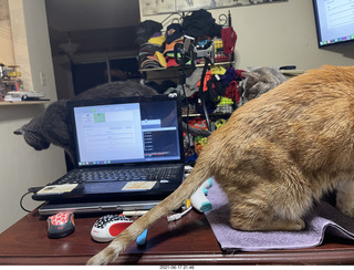 924 a14. cats Max, Devin, and Potato