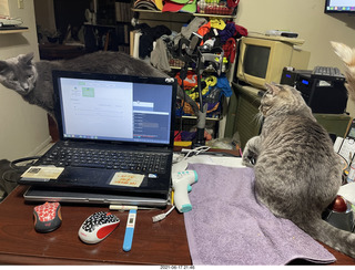 cats Devin and Potato