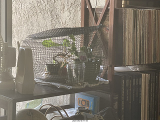 my plant cage after cat Potato sat on it