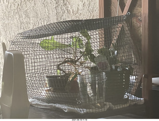 my plant cage after cat Potato sat on it