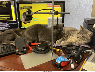 cats Devin and Potato