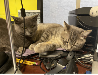 cats Jane and Potato