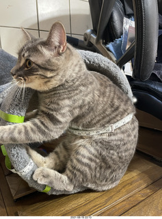 fat cat Potato with tape measure