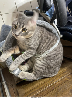 my plant cage after cat Potato sat on it