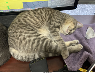 my plant cage after cat Potato sat on it