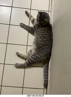 fat cat Potato with tape measure