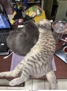 fat cat Potato with tape measure