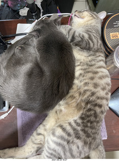 cats Devin and Potato