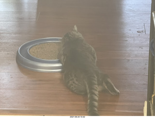 cat Potato and ball toy