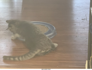 cat Potato and ball toy