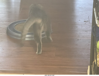 cat Potato and ball toy