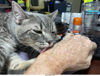 cat Potato licking my hand