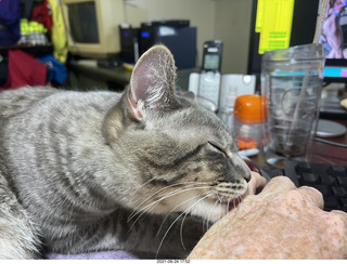 cat Potato and ball toy