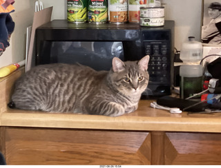 cat Potato and ball toy