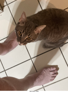 cat Potato at my feet