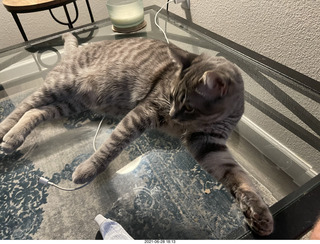 cat Potato on the glass table