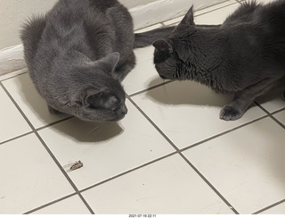 my cats Jane and Devin catching a cricket