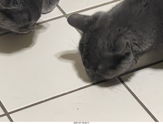 cats Devin and Potato