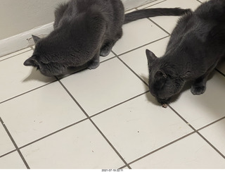 my cats Jane and Devin catching a cricket