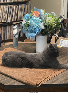 my cat Jane in the window